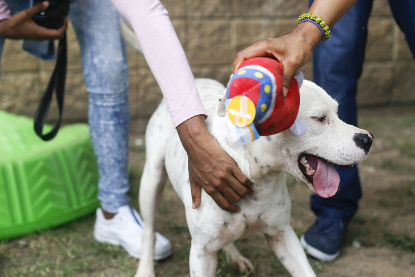Clear the Shelter